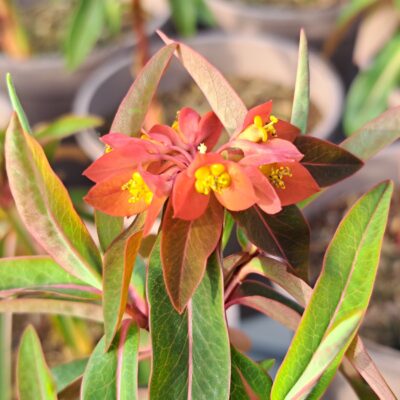 EUPHORBIA griffithii 'Dixter'
