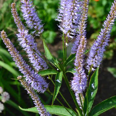 VERONICASTRUM virginicum 'Temptation'