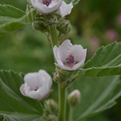 ALTHAEA officinalis 'Romney Marsh'