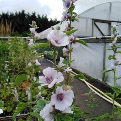 ALTHAEA tauricensis