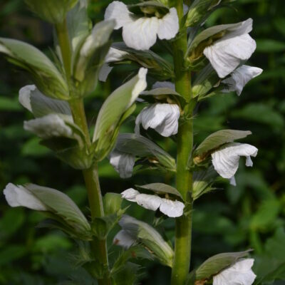 ACANTHUS mollis (Latifolius Group) 'Sjaak'