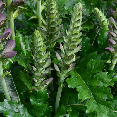 ACANTHUS mollis free-flowering