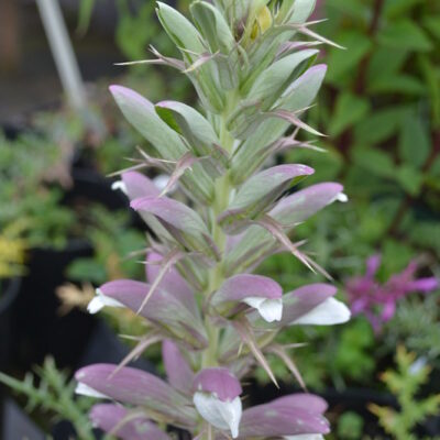 ACANTHUS spinosus Spinosissimus Group