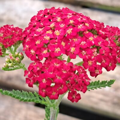 ACHILLEA 'The Beacon'
