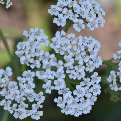 ACHILLEA 'Forncett Ivory'