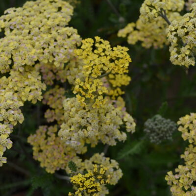 ACHILLEA 'Forncett Citrus'