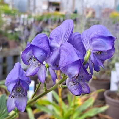 ACONITUM carmichaelii 'Arendsii'