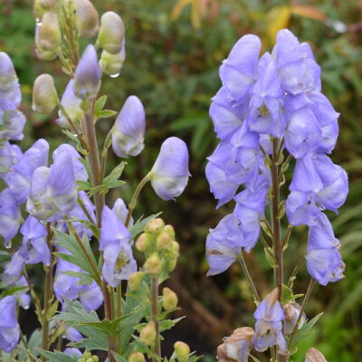 ACONITUM 'Blue Opal'