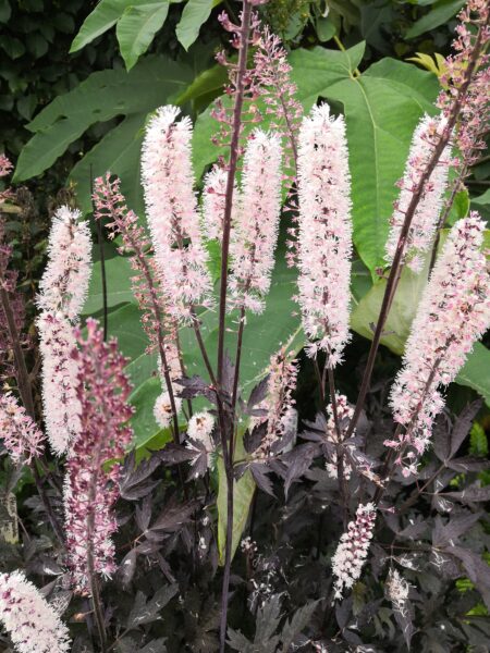 ACTAEA simplex 'James Compton'