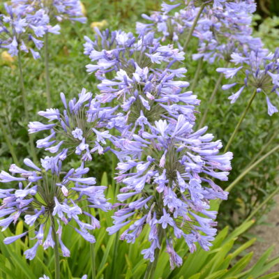AGAPANTHUS 'Blue Triumphator'