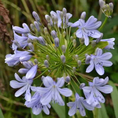 AGAPANTHUS 'African Moon'
