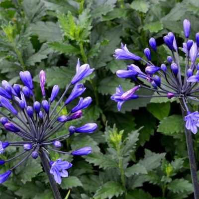AGAPANTHUS 'Black Buddhist'