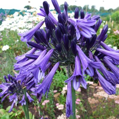 AGAPANTHUS 'Black Pantha'