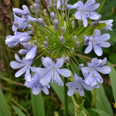 AGAPANTHUS 'Blue Moon'