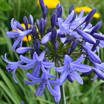 AGAPANTHUS 'Castle of Mey'