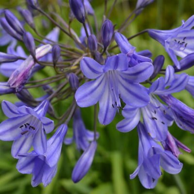 AGAPANTHUS 'Chika's Blue'