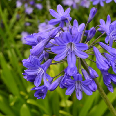 AGAPANTHUS campanulatus 'Cobalt Blue'