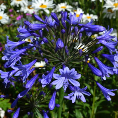 AGAPANTHUS 'Columba'