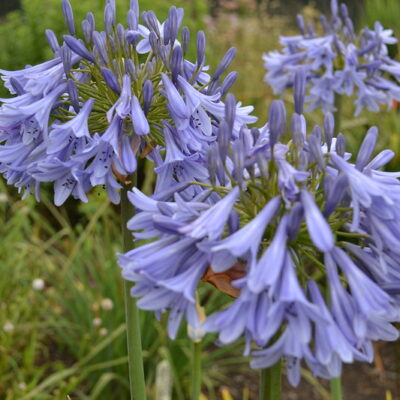AGAPANTHUS 'Cool Blue'