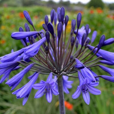 AGAPANTHUS 'Exmoor'