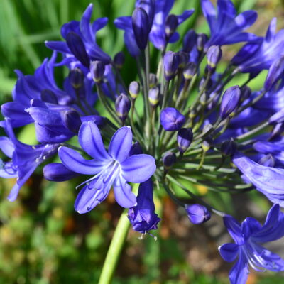 AGAPANTHUS 'Findlay's Blue'