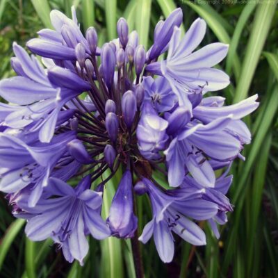 AGAPANTHUS 'Gem'