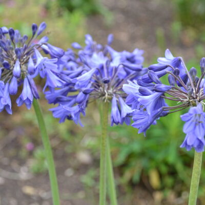 AGAPANTHUS 'Isis'