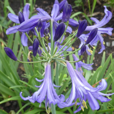 AGAPANTHUS 'Jack's Blue'