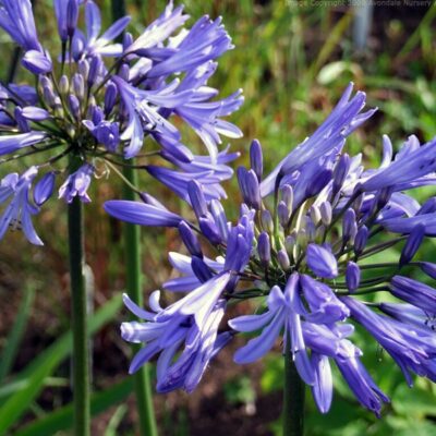 AGAPANTHUS 'Jodie'