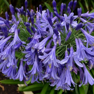 AGAPANTHUS 'Loch Hope'