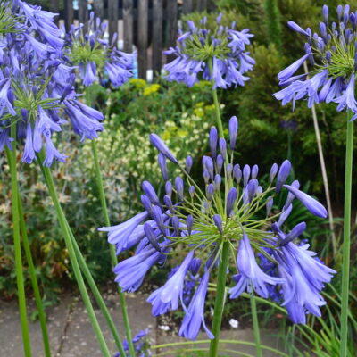 AGAPANTHUS 'Lydenburg'