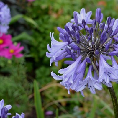 AGAPANTHUS 'Maureen'