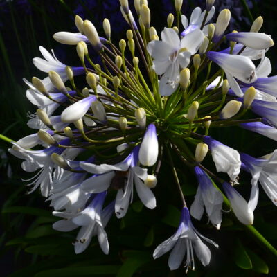 AGAPANTHUS 'Queen Mum'