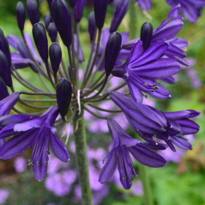 AGAPANTHUS 'Royal Velvet'