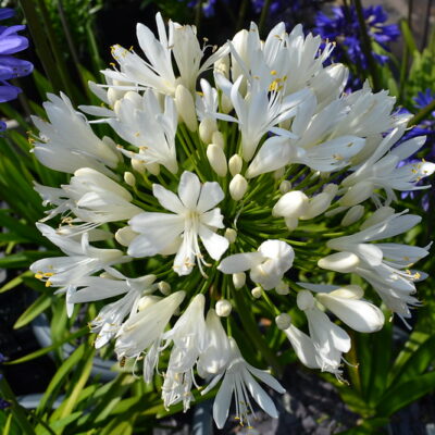 AGAPANTHUS 'White Heaven'