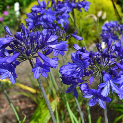 AGAPANTHUS 'Windlebrooke'