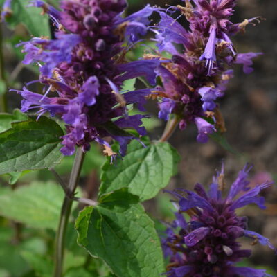 AGASTACHE 'Blue Boa'