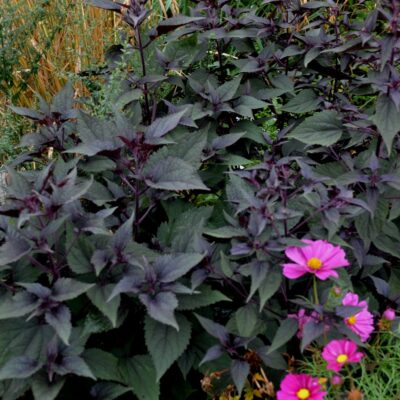 AGERATINA altissima 'Chocolate'