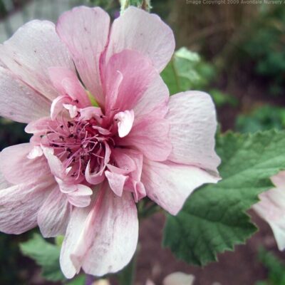 ALCALTHAEA suffrutescens 'Parkfrieden'