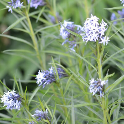 AMSONIA hubrichtii