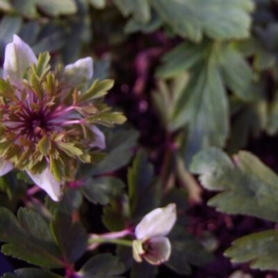 ANEMONE nemorosa 'Green Fingers'