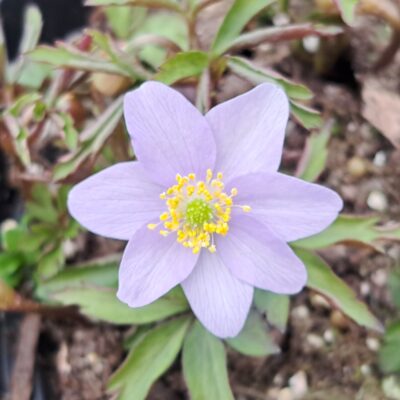 ANEMONE nemorosa 'Hannah Gubbay'