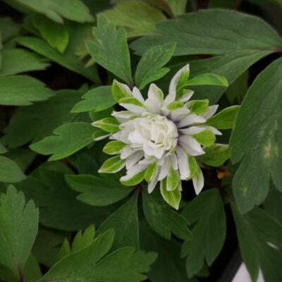 ANEMONE nemorosa 'Multiplicity'