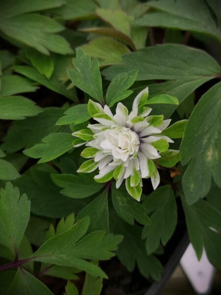 ANEMONE nemorosa 'Multiplicity'