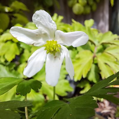 ANEMONE nemorosa 'Wisley White Form'