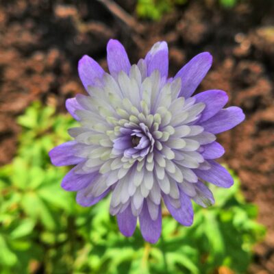 ANEMONE apennina double-flowered