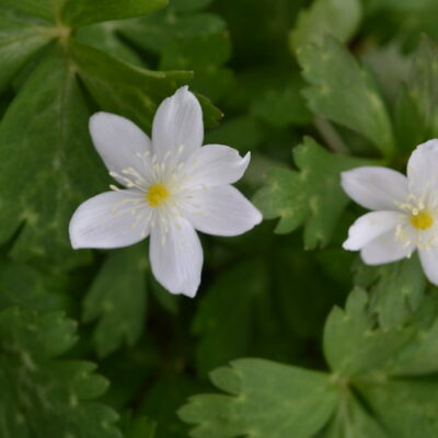 ANEMONE flaccida