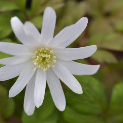 ANEMONE nemorosa 'Bob's Your Uncle'