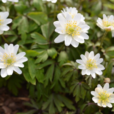 ANEMONE nemorosa 'Bohemia'
