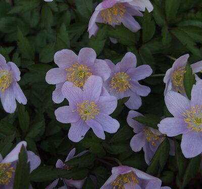 ANEMONE nemorosa 'Bowles Purple'
